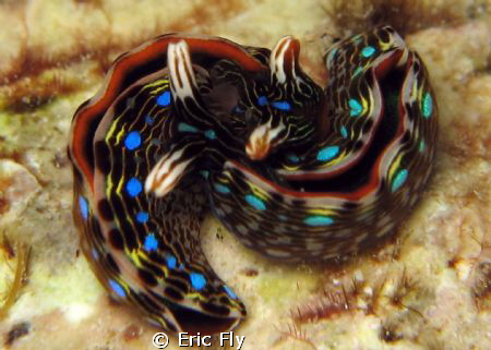 Thurdilla gracilis love!!! by Eric Fly 
