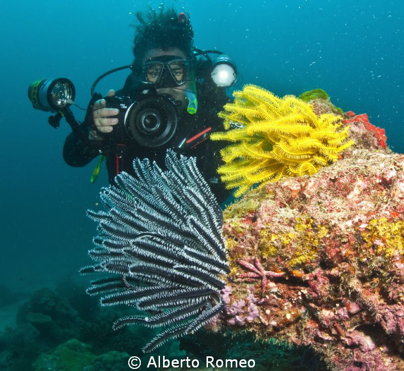 The  U/W photographer is shooting 2 crinoid (false starfi... by Alberto Romeo 