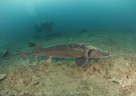 Mark with sturgeon. D3, 16mm. by Derek Haslam 