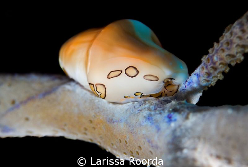 Flamingo Tongue by Larissa Roorda 