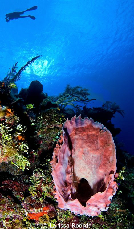 Pink Vase Sponge with diver by Larissa Roorda 