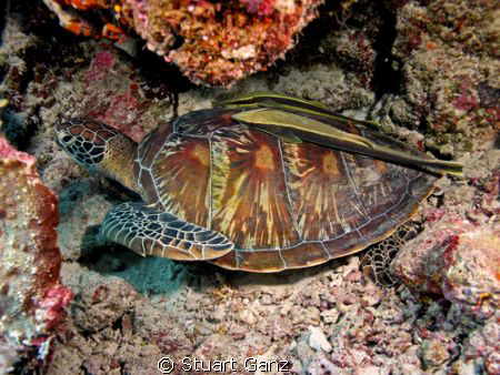 Turtle & company resting on a ledge. by Stuart Ganz 