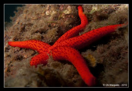 Sea star @ Calvi in Corsica (Echinaster sepositus) by Christophe Warpelin 