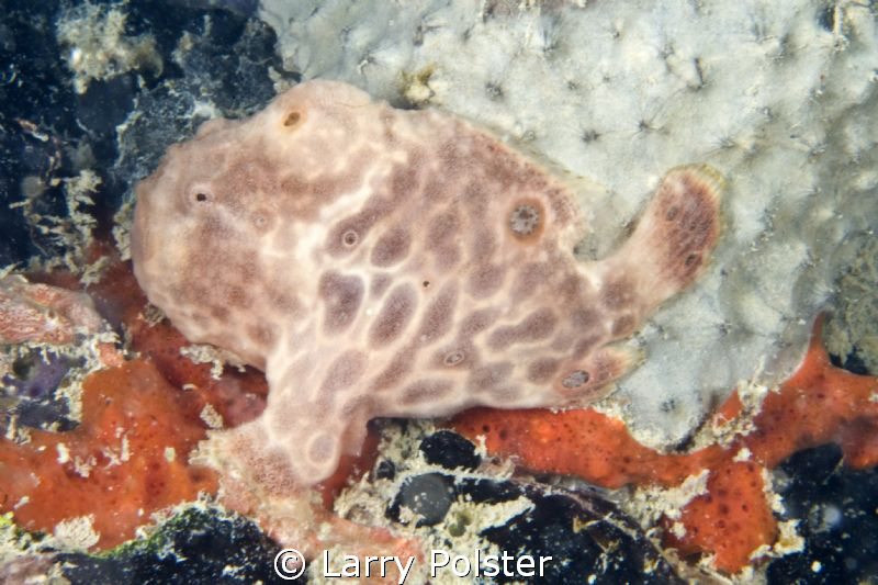 Pink frog hanging on pillar of Fredericksted pier, St. Croix by Larry Polster 