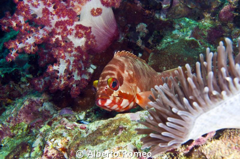 Portrait of a banned grouper Epinephelus fasciatus. by Alberto Romeo 