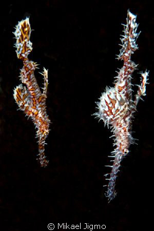 Ghost Pipefish
Nikon D3, 60mm Macro, 2x DS200 strobes
T... by Mikael Jigmo 