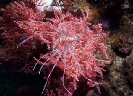 I love the colour combination of this coral and the lion ... by Erika Antoniazzo 