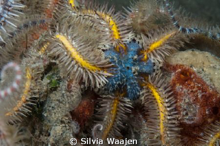The bottom of the Oosterschelde is at several places cove... by Silvia Waajen 