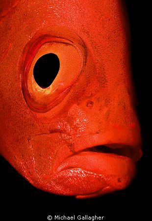 Big eye, up close by Michael Gallagher 