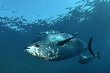 A captured 450kg Bluefin. Although very saddened by the p... by Paul Colley 