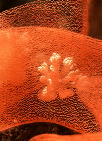 Soft Coral Surrounded by Eggs of Spanish Dancer. Nikonos ... by Rafel Al Ma'ary 