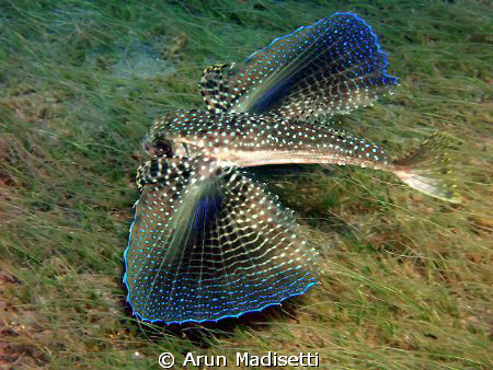 Flying Gurnard flying by Arun Madisetti 