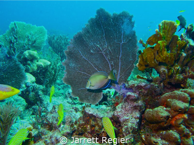 Swarming with Life. by Jarrett Regier 
