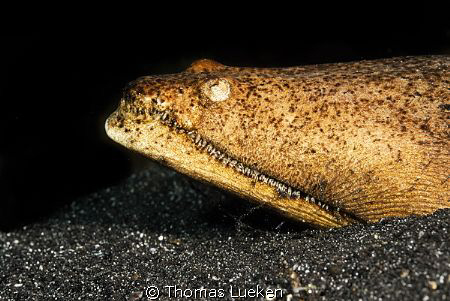 found in Lembeh; D200 by Thomas Lueken 