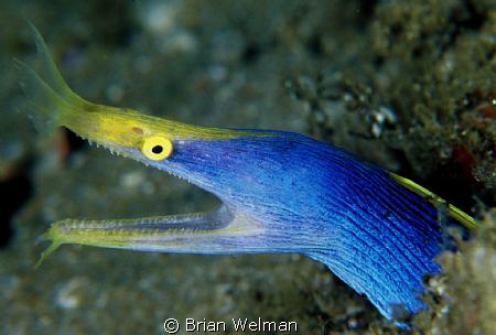 Blue Ribbon Eel by Brian Welman 