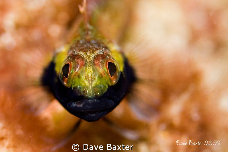 3 fins bleeny by Dave Baxter 