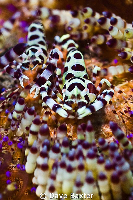 harli shrimp feedin by Dave Baxter 