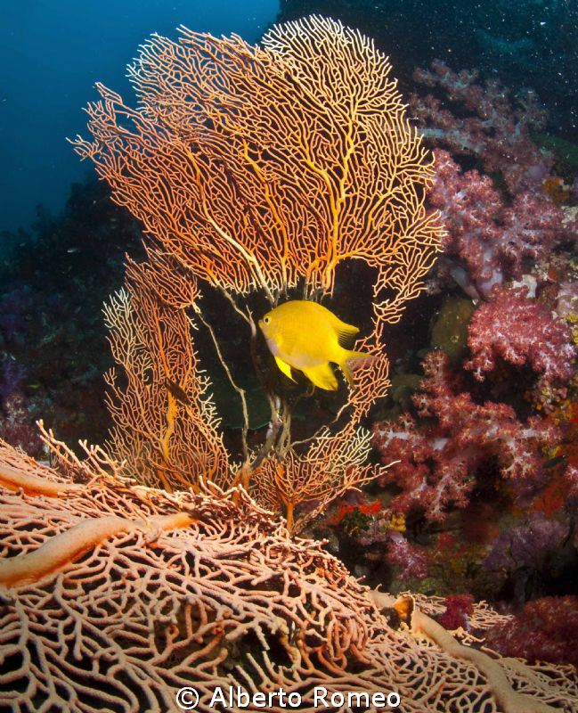 Yellow damselfish and gorgonian by Alberto Romeo 