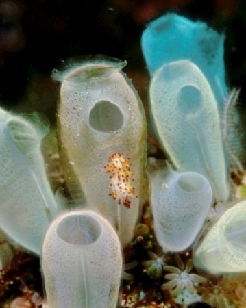 Nudibranch on tunicates, sulawesi indonesia. by Allen Ayling 