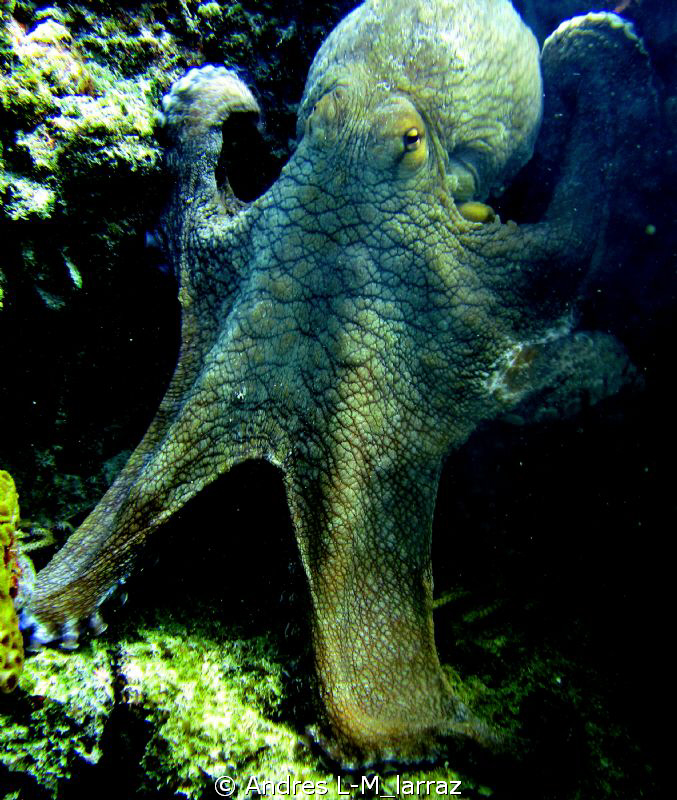 Octopuss Revisited. by Andres L-M_larraz 