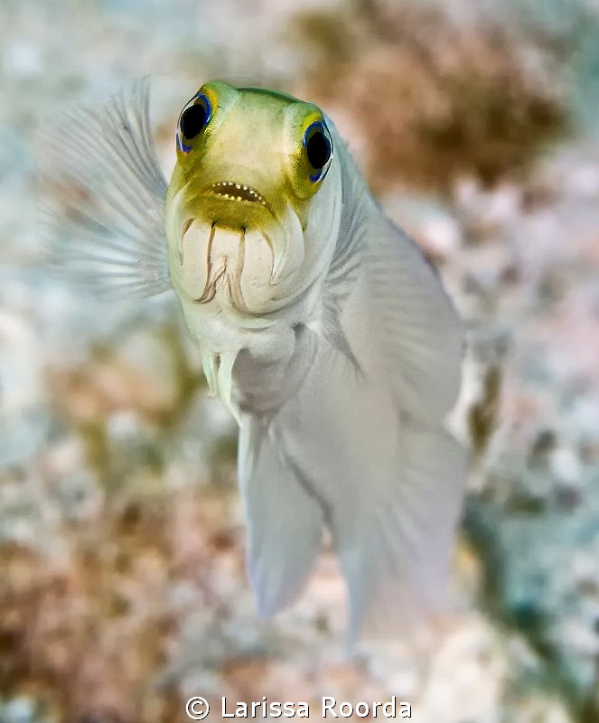 Jawfish by Larissa Roorda 