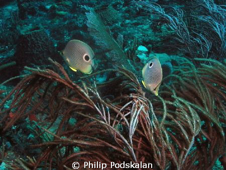 This picture was taken in 2010 just off of La Romana DR by Philip Podskalan 