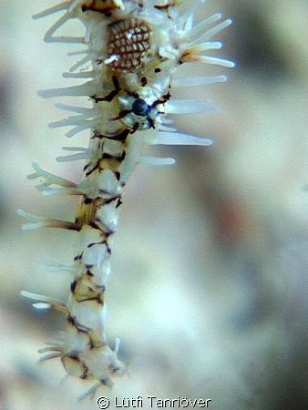 Hello..
Face of a ghost pipe fish.... by Lütfi Tanrıöver 