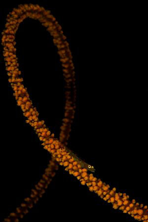 Goby enjoying a rollercoaster ride. by Steve De Neef 