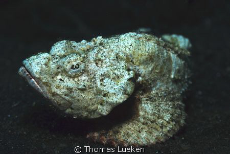 found in Lembeh; D200 by Thomas Lueken 