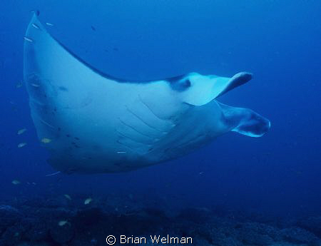 Blue Glider by Brian Welman 