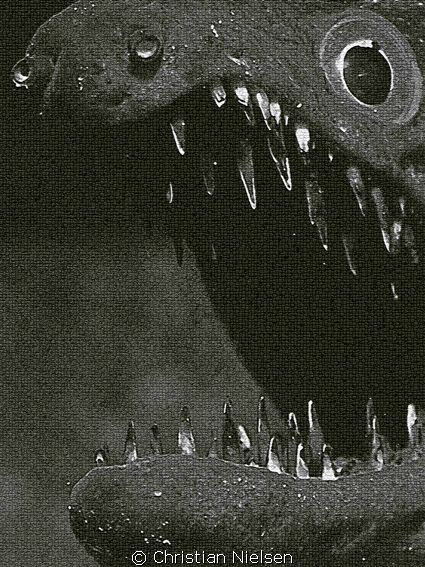 Tigermoray, manipulated
Cropped and different filters i PS. by Christian Nielsen 