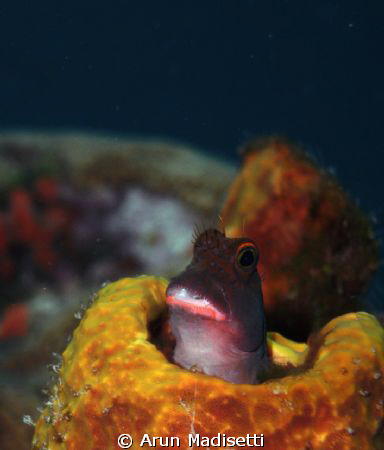 Whilst preparing to surface, a redlipped blenny pops out ... by Arun Madisetti 