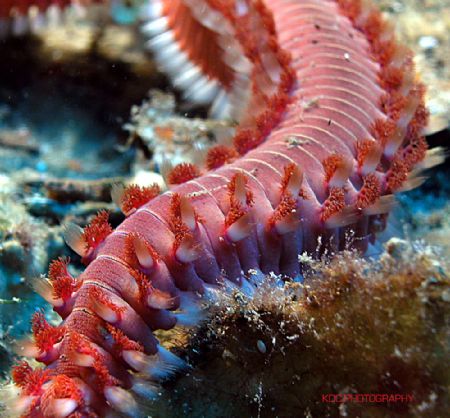 Fireworm, Key Largo, Fl. Nikon CP1000 in Aquatica housing... by Ken Dean 