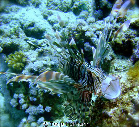 Feeding lionfish in Marsa Alam, Egypt by Tanja Hofmann 