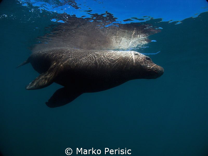 Ammo Jetty resident Australian Sea Lion. by Marko Perisic 