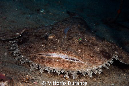 Fisher frog by Vittorio Durante 