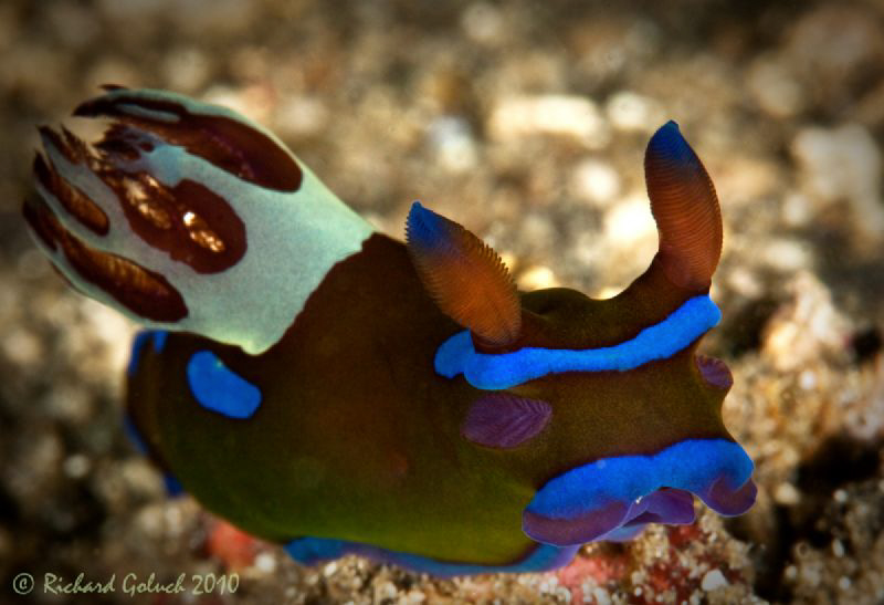 Nudibranch-Tambja Morosa-Lembeh by Richard Goluch 