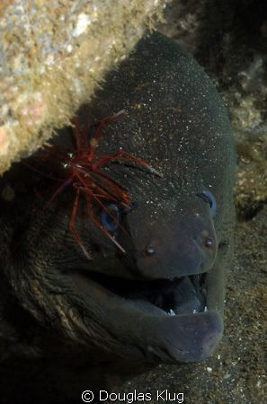 Tiny Freind. California moray eel with red rock shrimp at... by Douglas Klug 