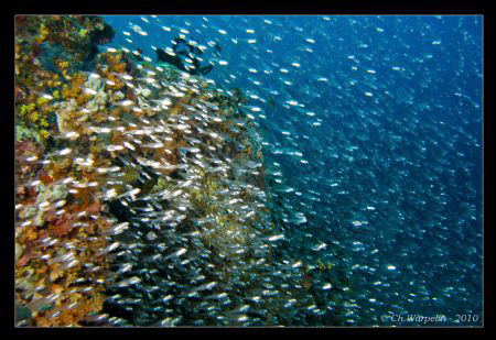 Glasfishes @ gubal island by Christophe Warpelin 