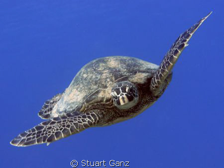 Coming in for a landing. by Stuart Ganz 