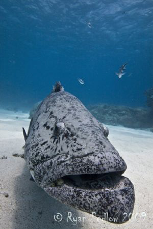 Close up Cod.  Canon 40D, Tokina 11-16, magic filter, man... by Ryan Pedlow 
