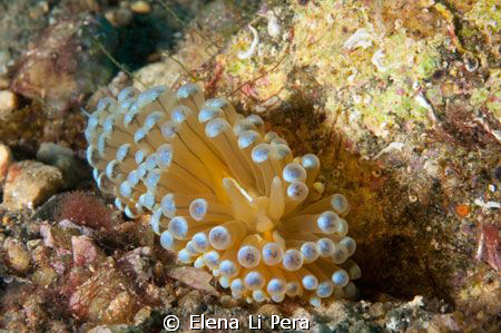 piccolo nudibranco by Elena Li Pera 