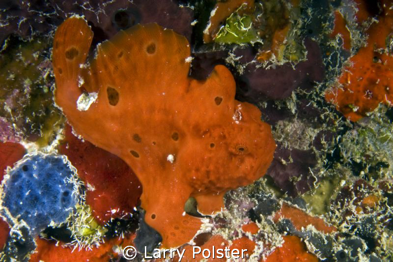 Frog under the pier Fredericksted , one of many colors by Larry Polster 