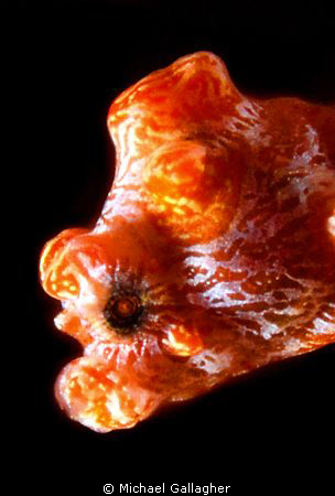 Bargibanti, close-up by Michael Gallagher 