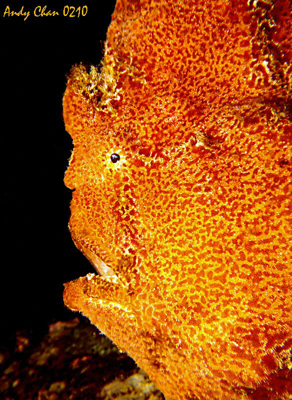 Frog Face - Padang Bai, Bali
Canon G9 by Andy Chan 