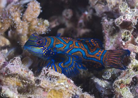 Mandarin fish. Lembeh straits. D200, 60mm. by Derek Haslam 