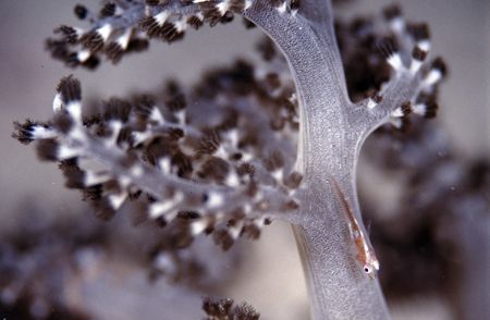 Goby on soft coral by Roger Munns 