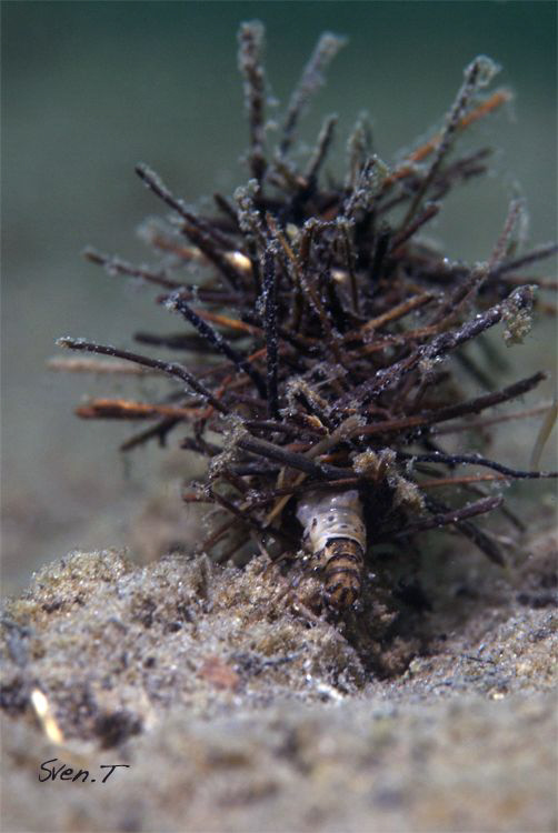 Today's dive with Dani, a caddisfly larva with portable c... by Sven Tramaux 