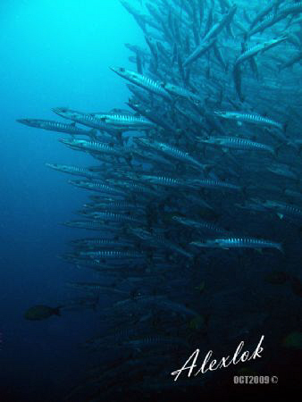 Amazing barracudas by Alex Lok 