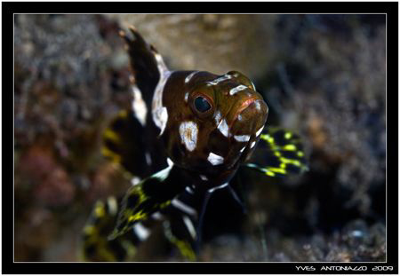 Juvenile tallfin grouper  Fuji S5 pro/105 VR by Yves Antoniazzo 